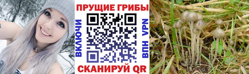 Галлюциногенные грибы GOLDEN TEACHER Луза